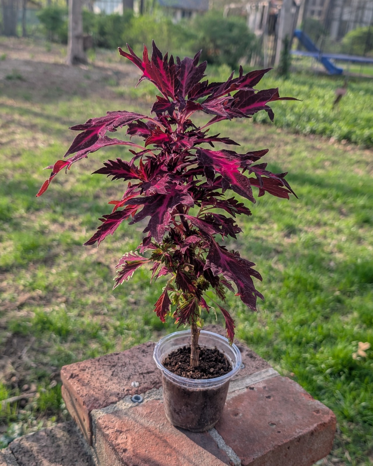 Seed-Grown Coleus — Deep Burgundy with Magenta Veining