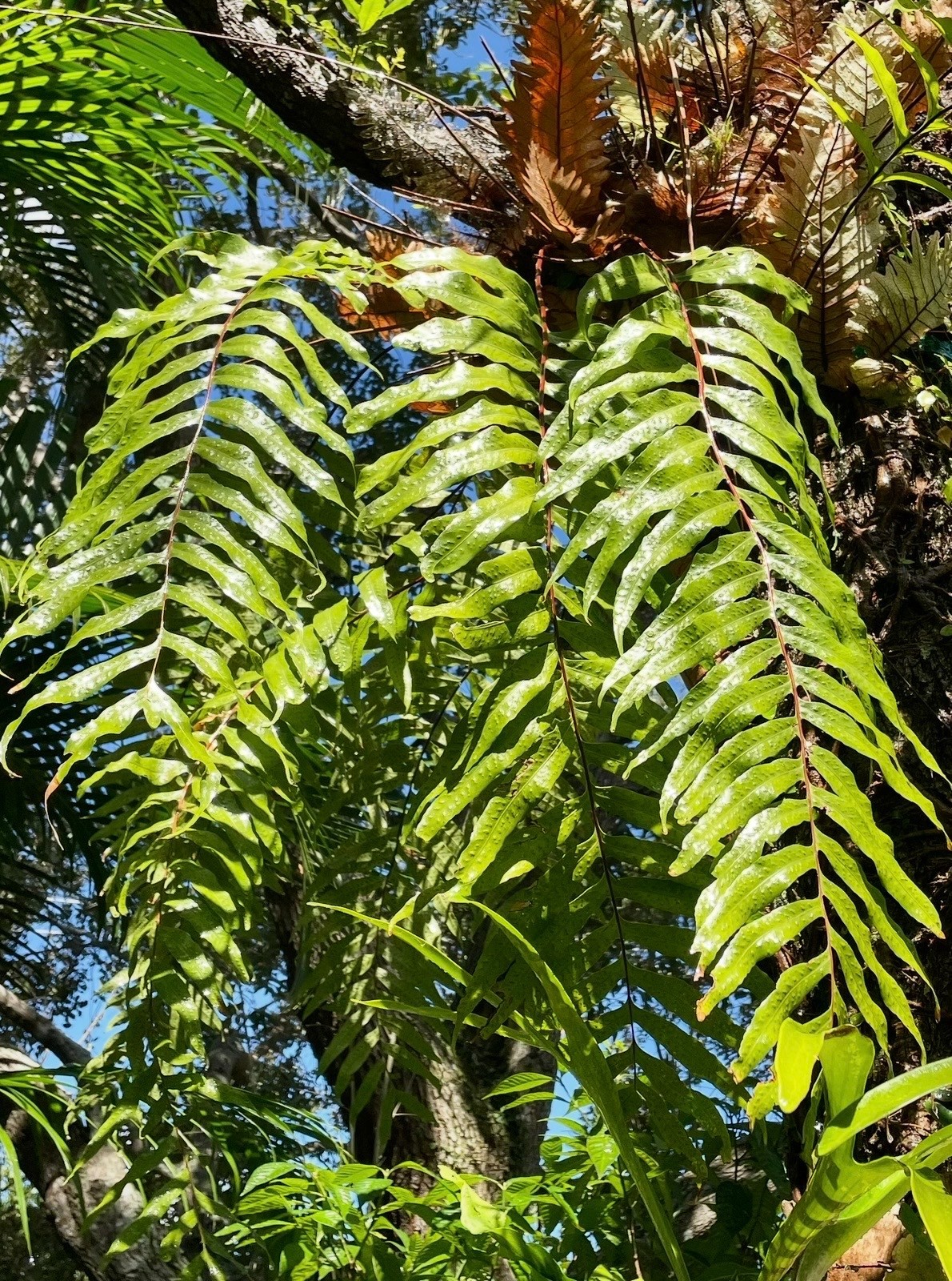 DRYNARIA sp Australia (NOVA) RARE- not staghorn or platycerium fern tropical