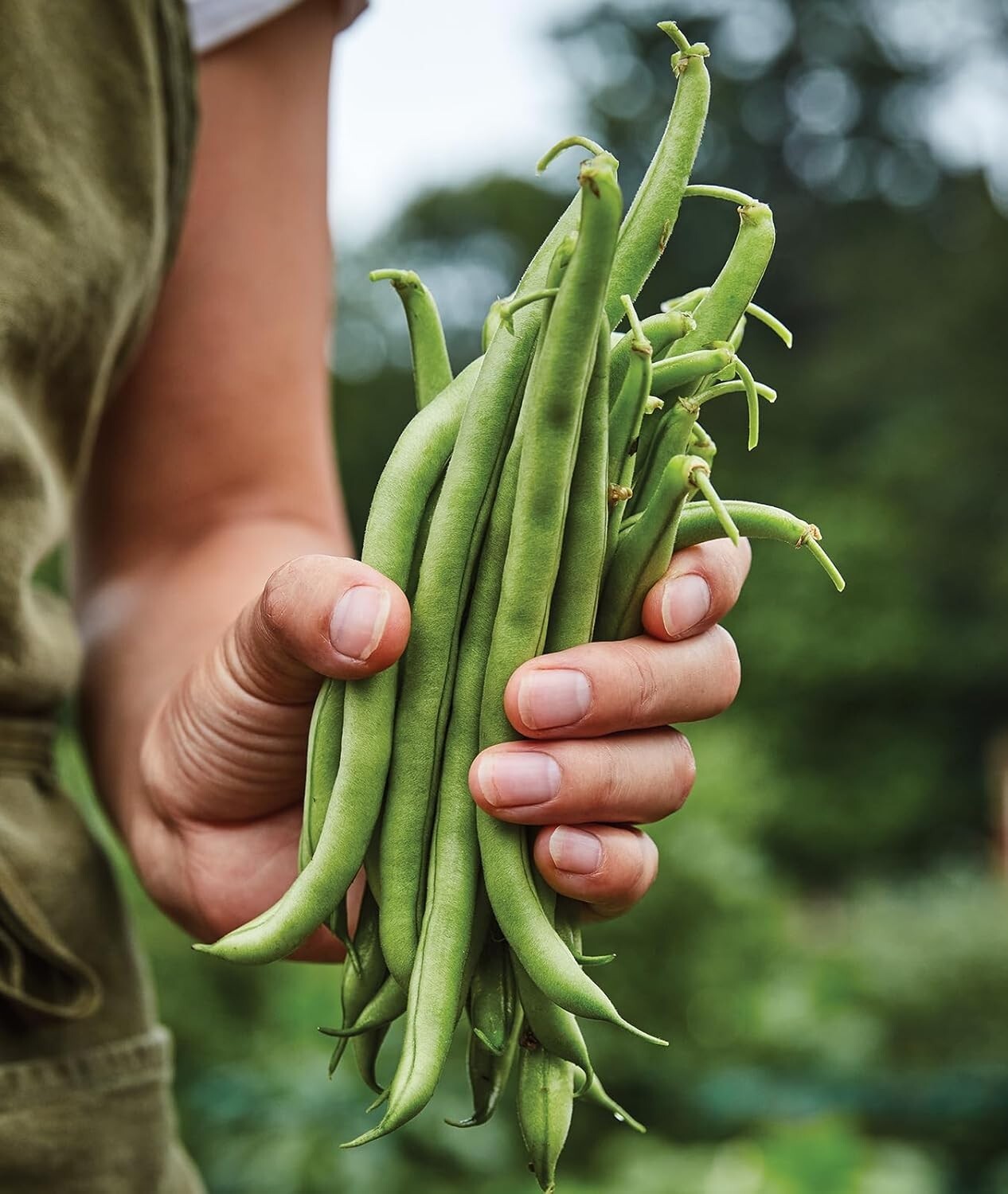 Fast-Growing 8 oz Blue Lake 274 Bush Bean Seeds – Perfect for Fresh Cooking