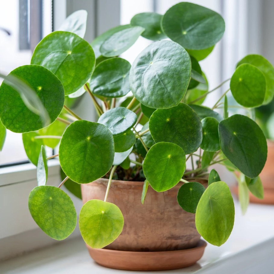 Chinese Money Plant in 4″ pot – Pilea Peperomioides – Live Houseplant
