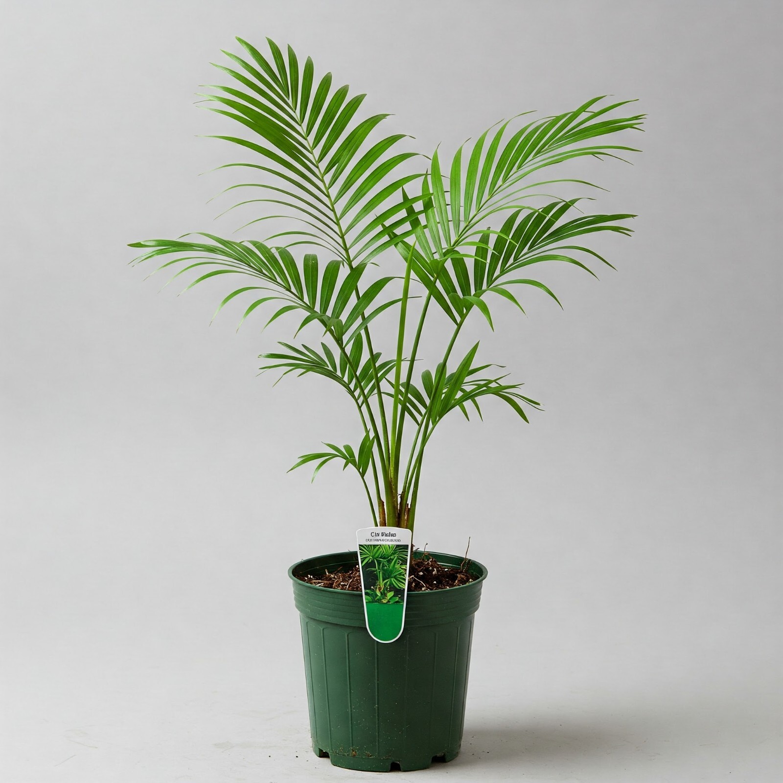 Cat Palm Tree Live Plant Tropical Indoor Chamaedorea Cataractarum 6″ Pot 20-24″H