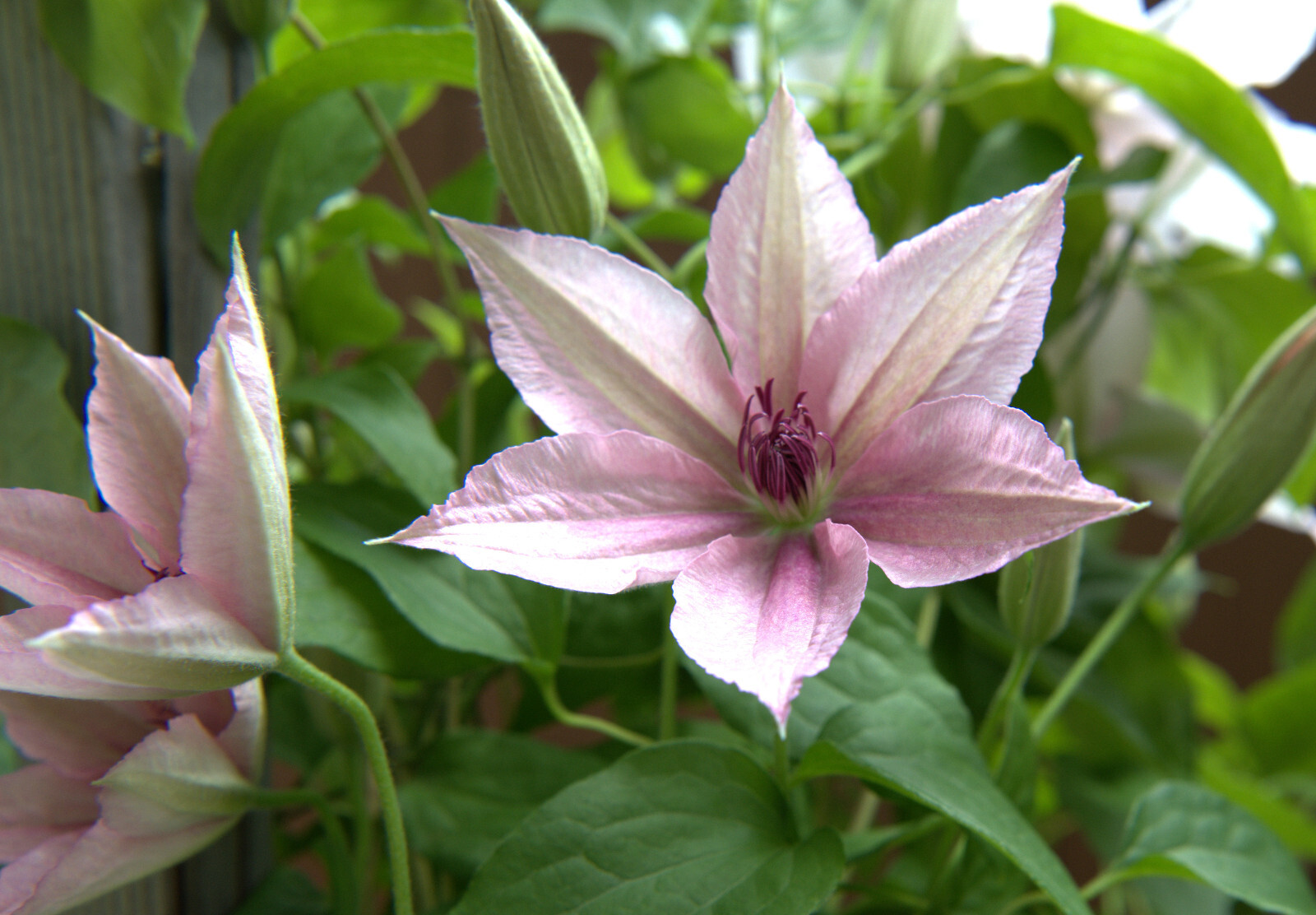 Perennial Clematis ‘Nelly Moser’ Vine Seeds 10 seeds