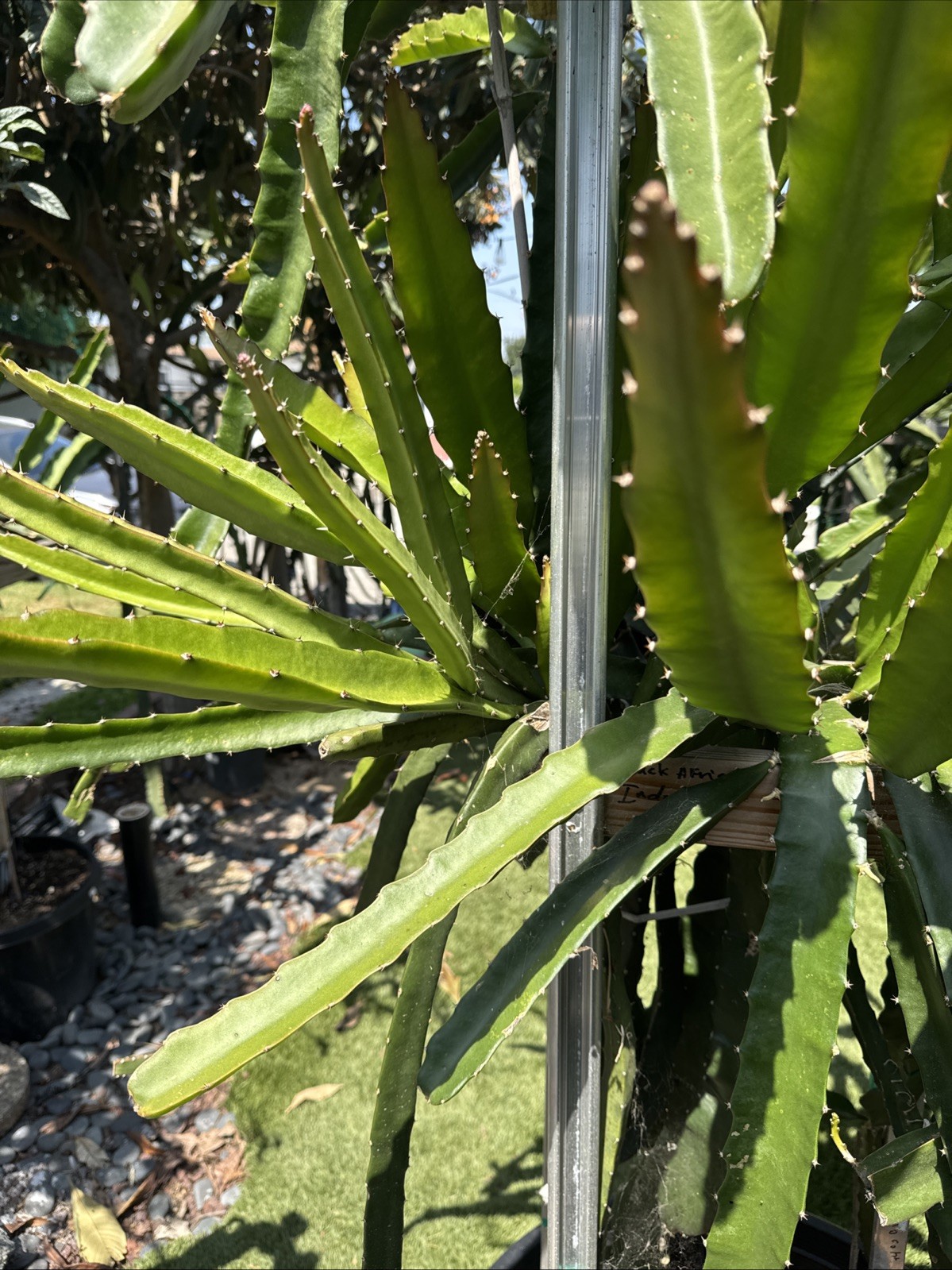 Dragon Fruit Cutting Connie Gee aka Pitaya, Organic 8-12 inches