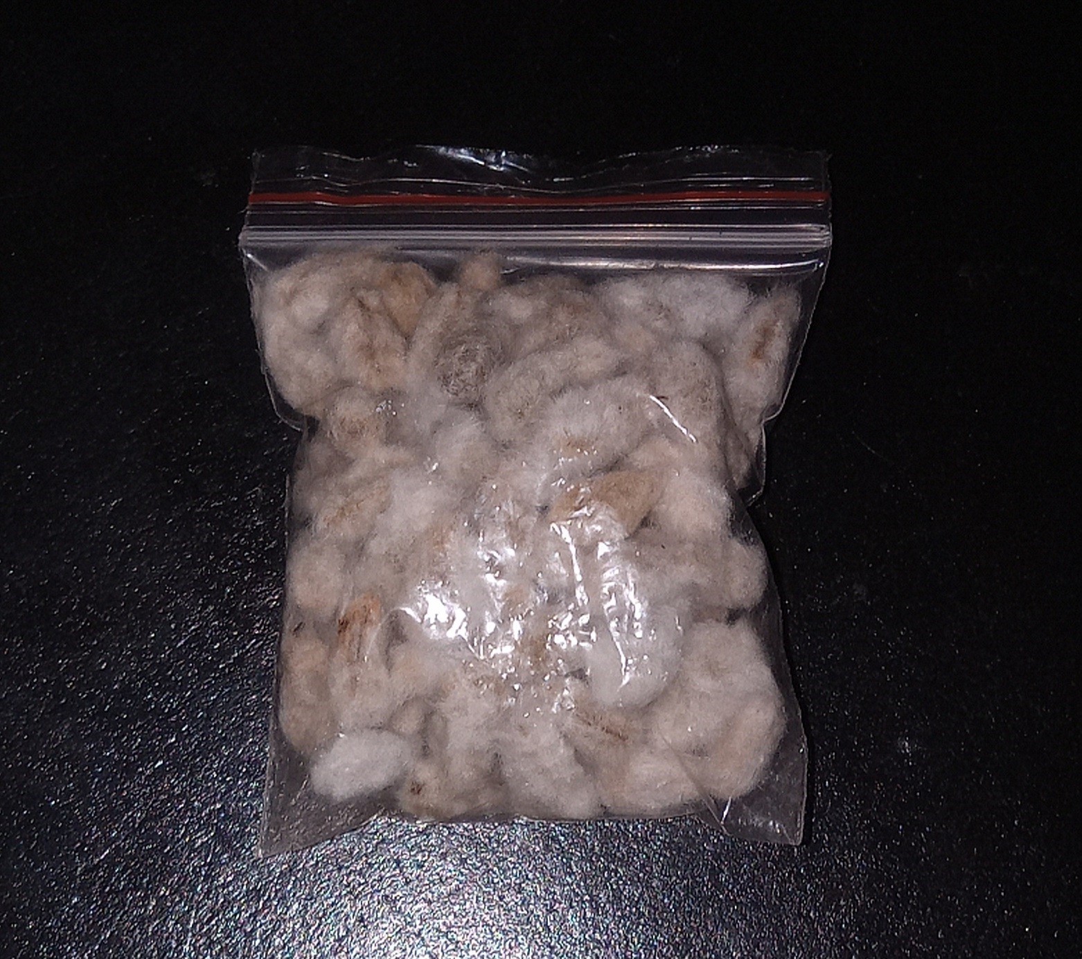 50+ Organic Cotton Seeds From South Carolina Cotton Fields Ready To Be Planted