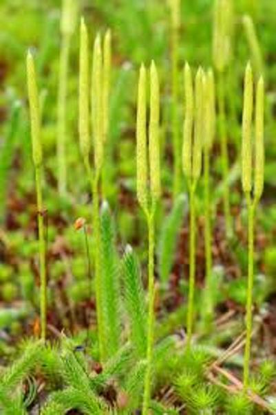 Ground Cedar Evergreen Ground Cover Fern 12ft starter vine seedlings Item