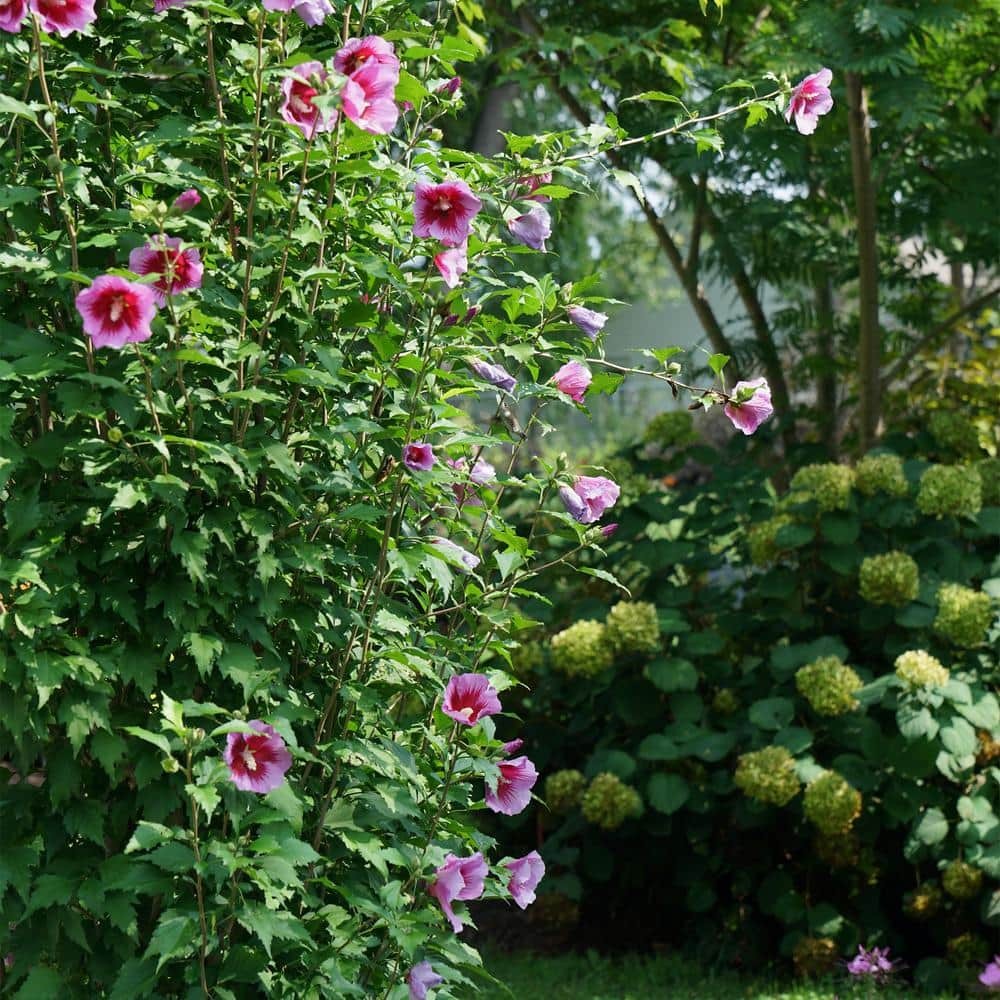 2 Gal. Purple Pillar Rose of Sharon (Hibiscus) Plant with Purple Flowers