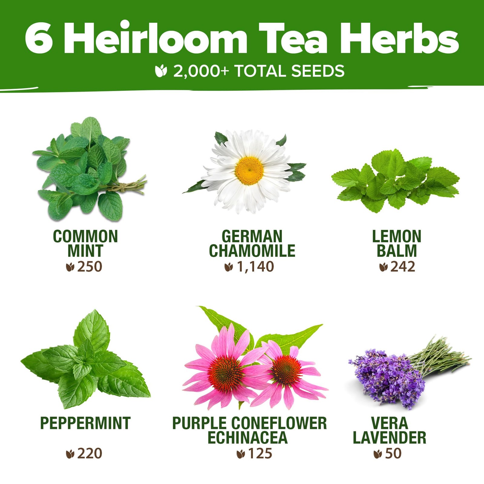 Medicinal Herb Seeds Vault – 2000+ Seeds, 6 Non-GMO Varieties, 90% Germination