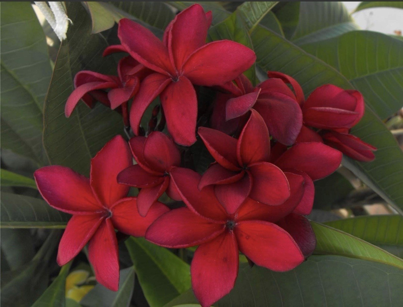 Red Siam Plumeria rubra Frangipani-Fully Rooted & Grafted Plant