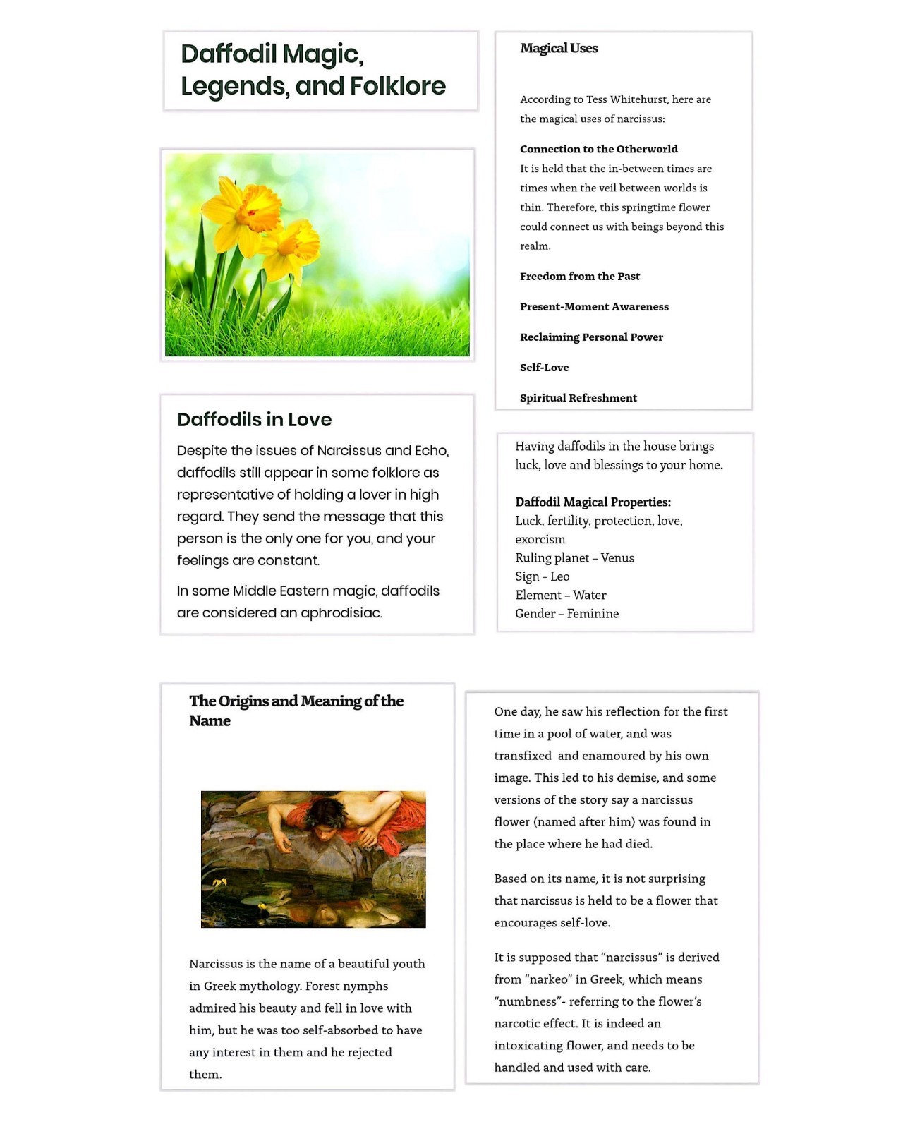 25+ Rare King Alfred Daffodil Stratified Seeds