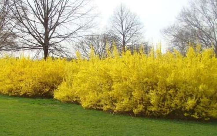 Forsythia Gold Lynwood Golden Xintermedia Bells Light Lemon Yellow Flower 4″ Pot