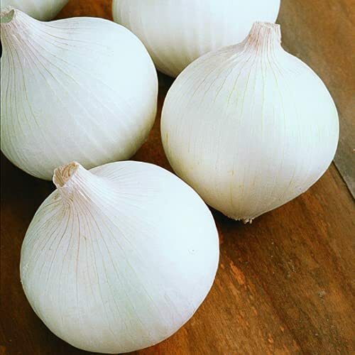White Sweet Spanish Onion Seeds | 200 Seeds | Non-GMO | Free Shipping | 1068