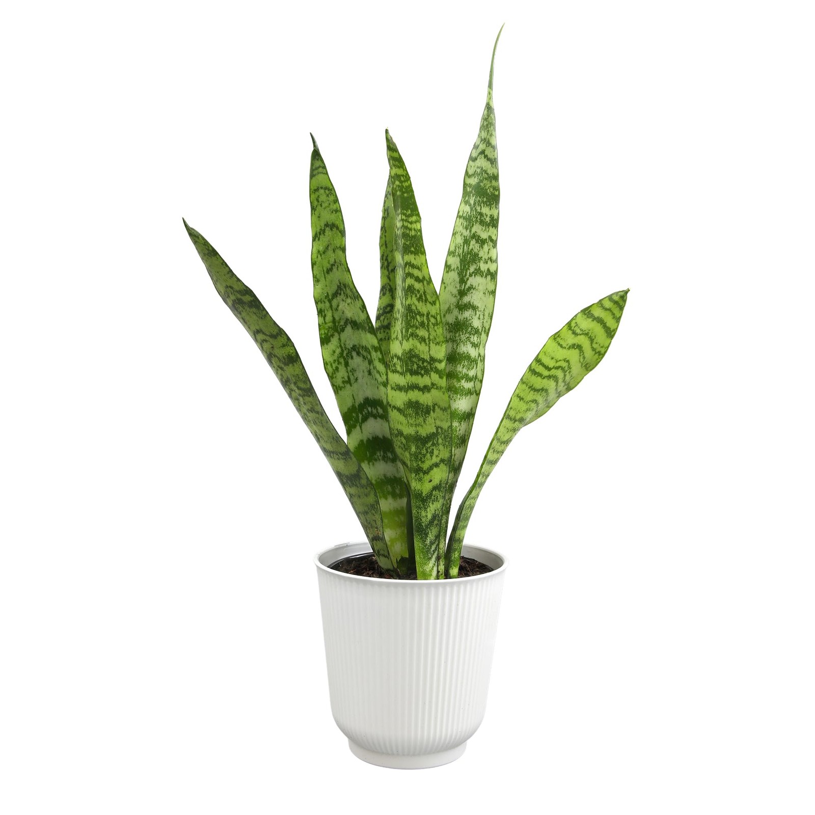 Variegated Snake Plant Decor, Sansevieria Zeylanica Snake Plants Approx. 6″ T…