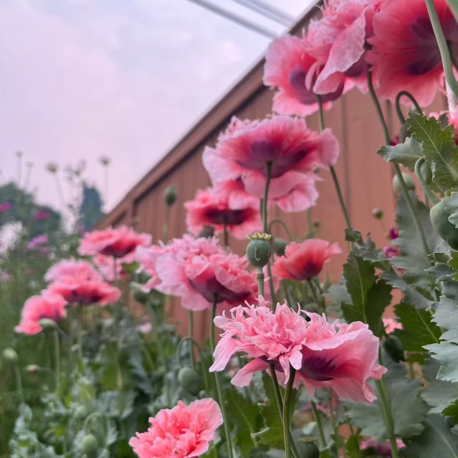 1000 Pink & White Bicolor Poppy Seeds – Rare Heirloom Papaver for Garden