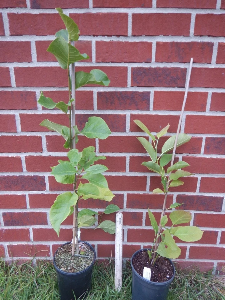 Genie~Magnolia Hybrid Tree~Deep Plum purple Fragrant Blooms! Large 1 Gallon Pot