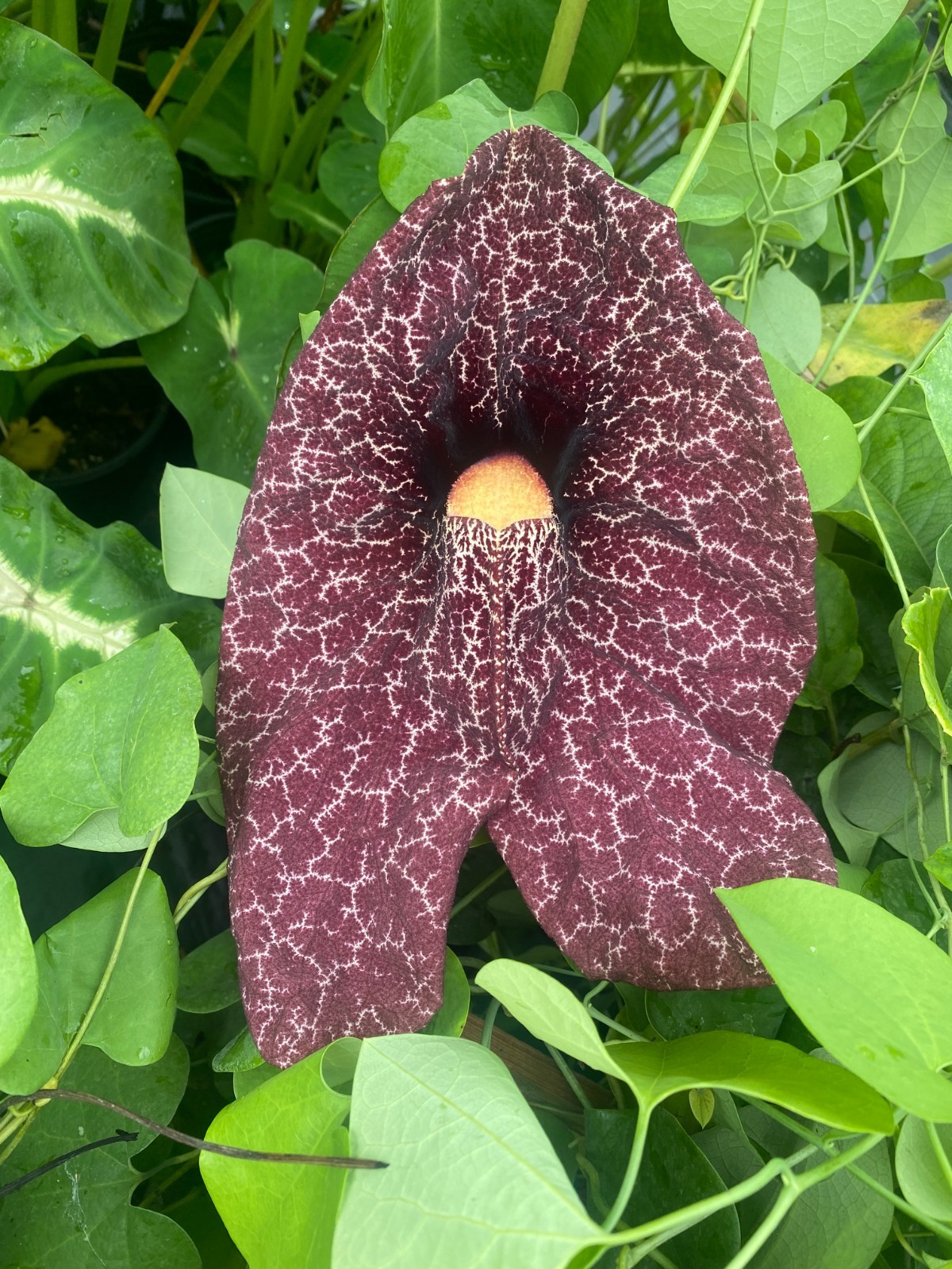 Aristolochia littoralis, Dutchman’s Pipe, Rooted Plant Shipped in 3″ Pot