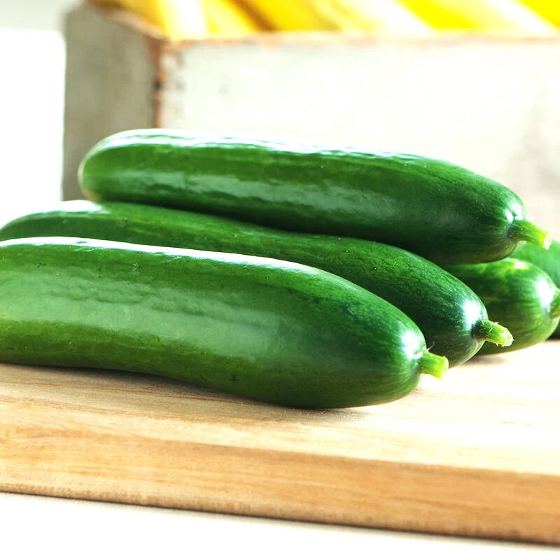 Diva Seedless Persian Cucumber Seeds – For 2026 Planting AAS Winner Thin-Skinned