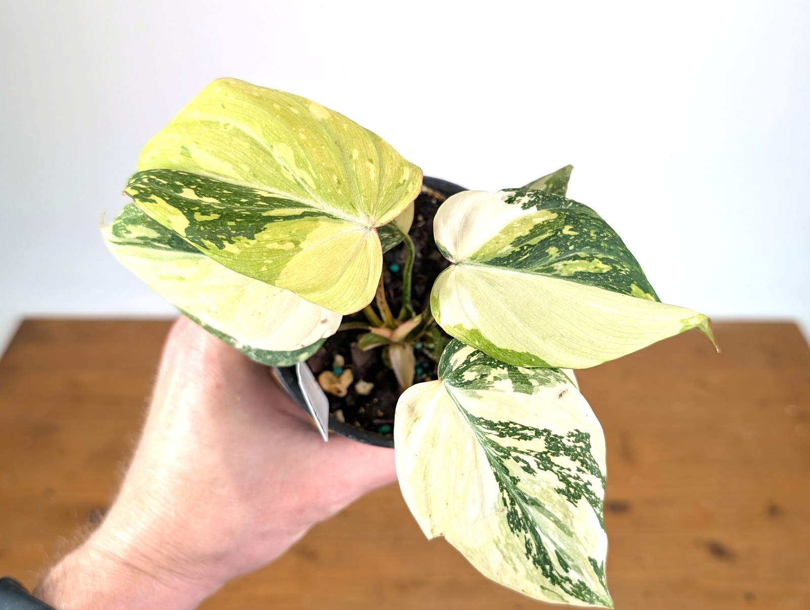 Philodendron Gloriosum Variegated (Type 2) – EXACT Plant #20E