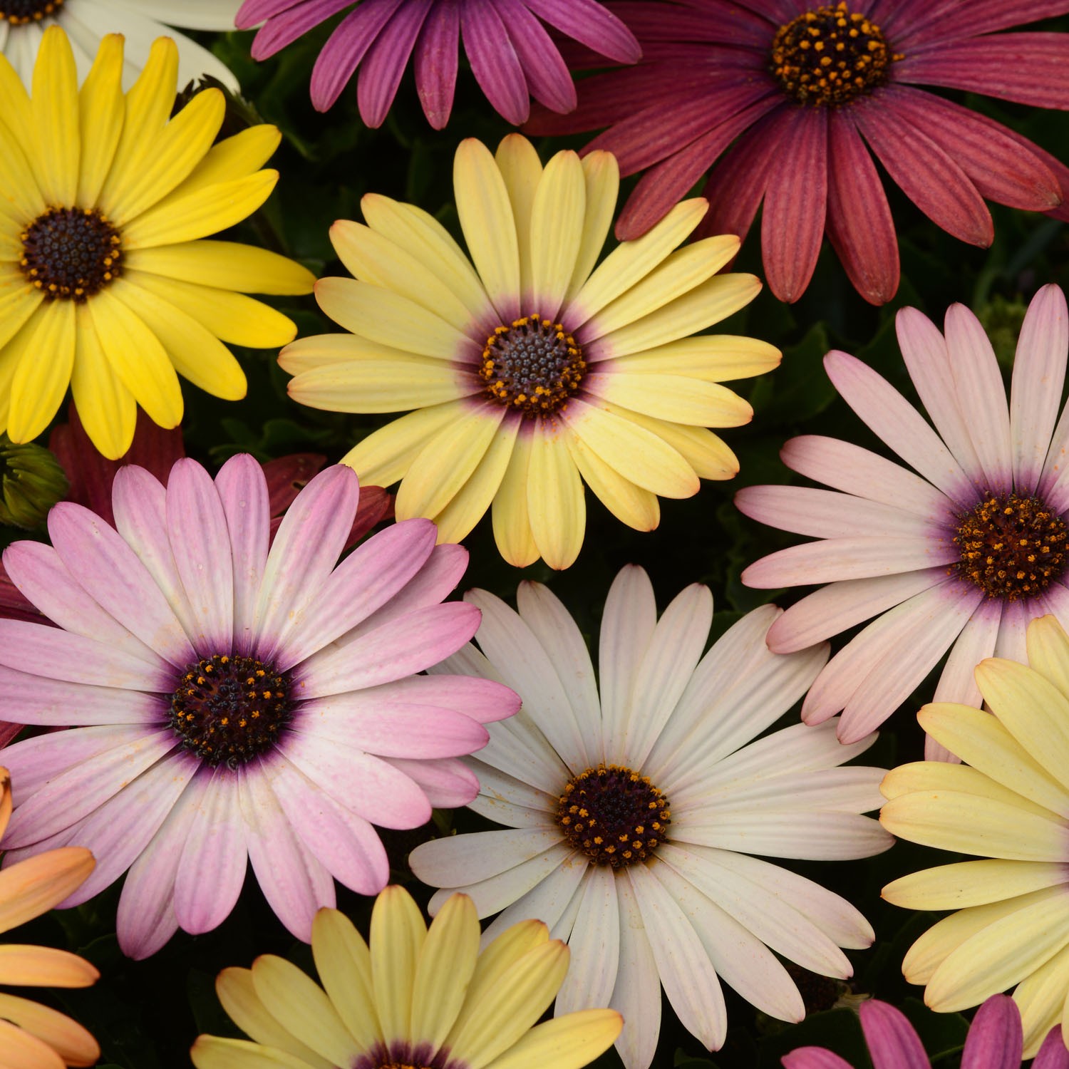 20 Seeds Drought Tolerant Osteospermum African Daisy Grand Canyon Garden