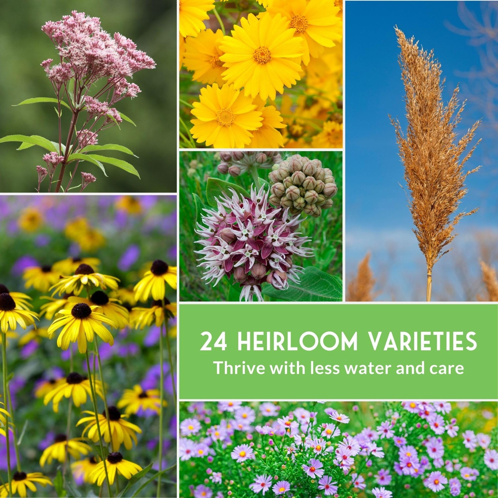 Native Wildflower Seeds for Planting 24 Variety Pack – Perennial & Annual Nor…