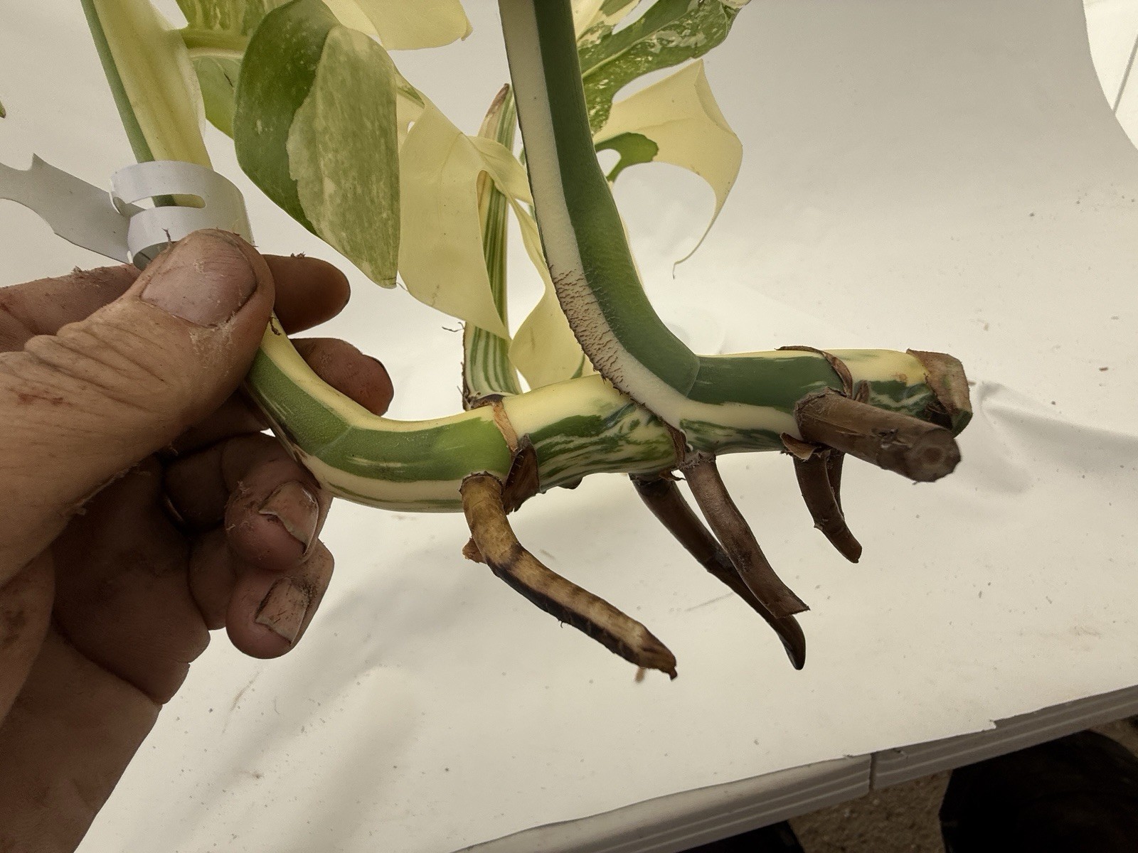 Monstera Albo top cutting EBAY-2607-002