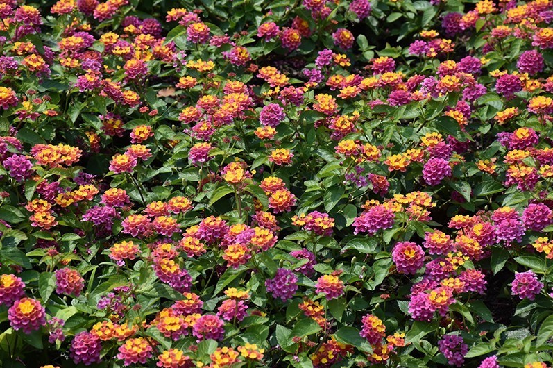 Set 4 Lantana Chapel Hill Pink Huff Plant – 3-5″ Tall – Hardy Plant – Zones 7-11