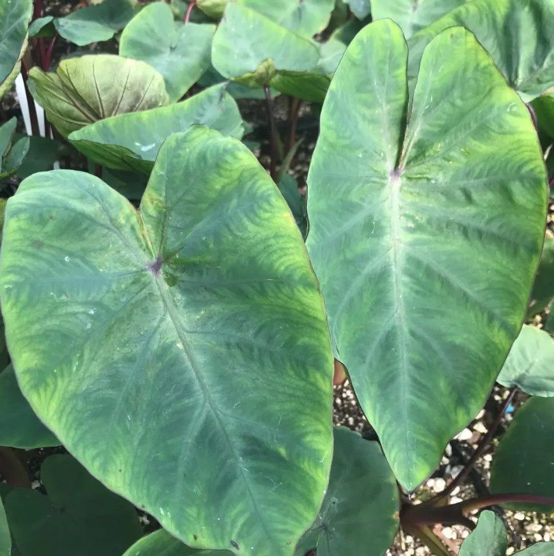 Live Hawaiian Punch Colocasia Plant – 6–15″ Tall – Ship No Pot – Elephant Ear