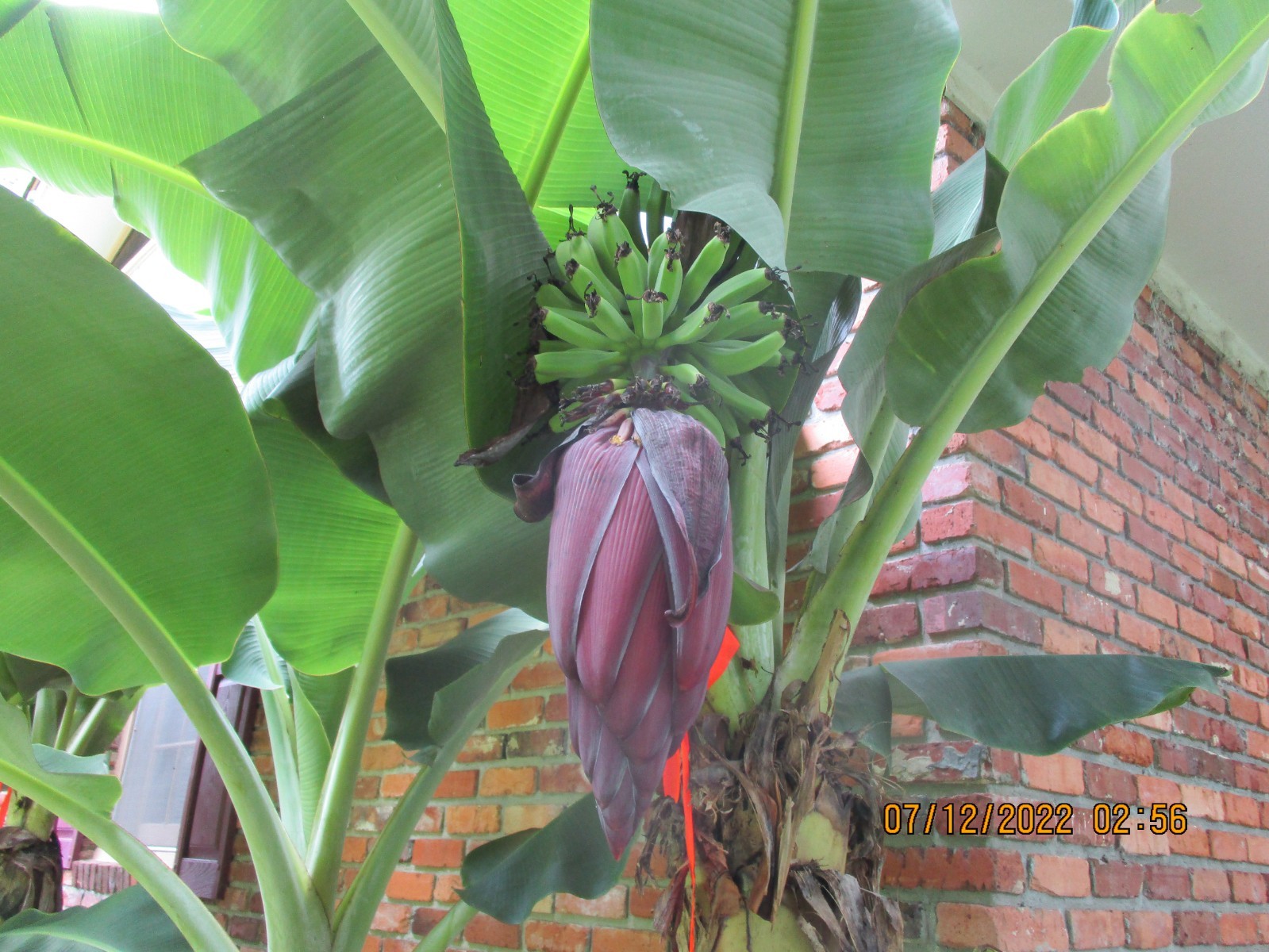 Rare Paja Puri cold hardy dwarf banana plant.