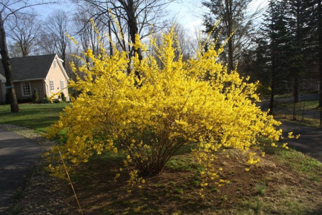 Live Lynwood Gold Forsythia Plant – 2.5” Pot – Early Spring Yellow Flower Shrub