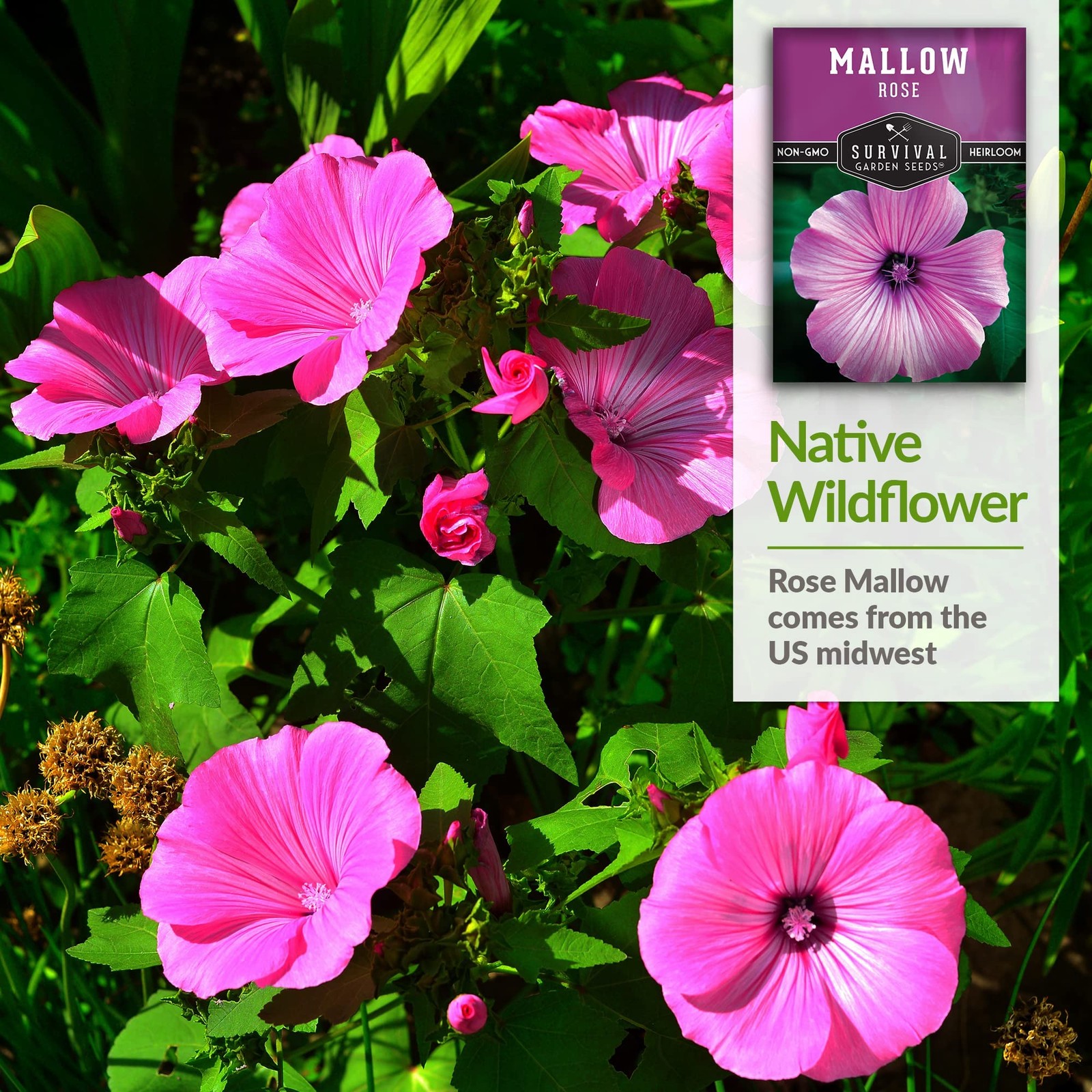 Rose Mallow Seeds – Annual Lavatera Trimestris for Easy Cottage Garden Blooms