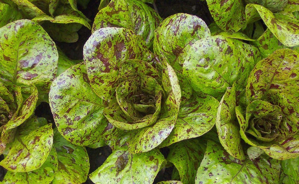 Freckles Romaine Lettuce Seeds, Crimson Red Splashes, Salad, NON-GMO, FREE SHIP