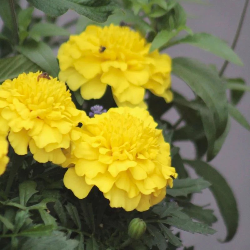 Marigold ZENITH F1 Deep Yellow 60 Seeds NonGMO by THE BROOKLYN BOTANICAL GARDENS