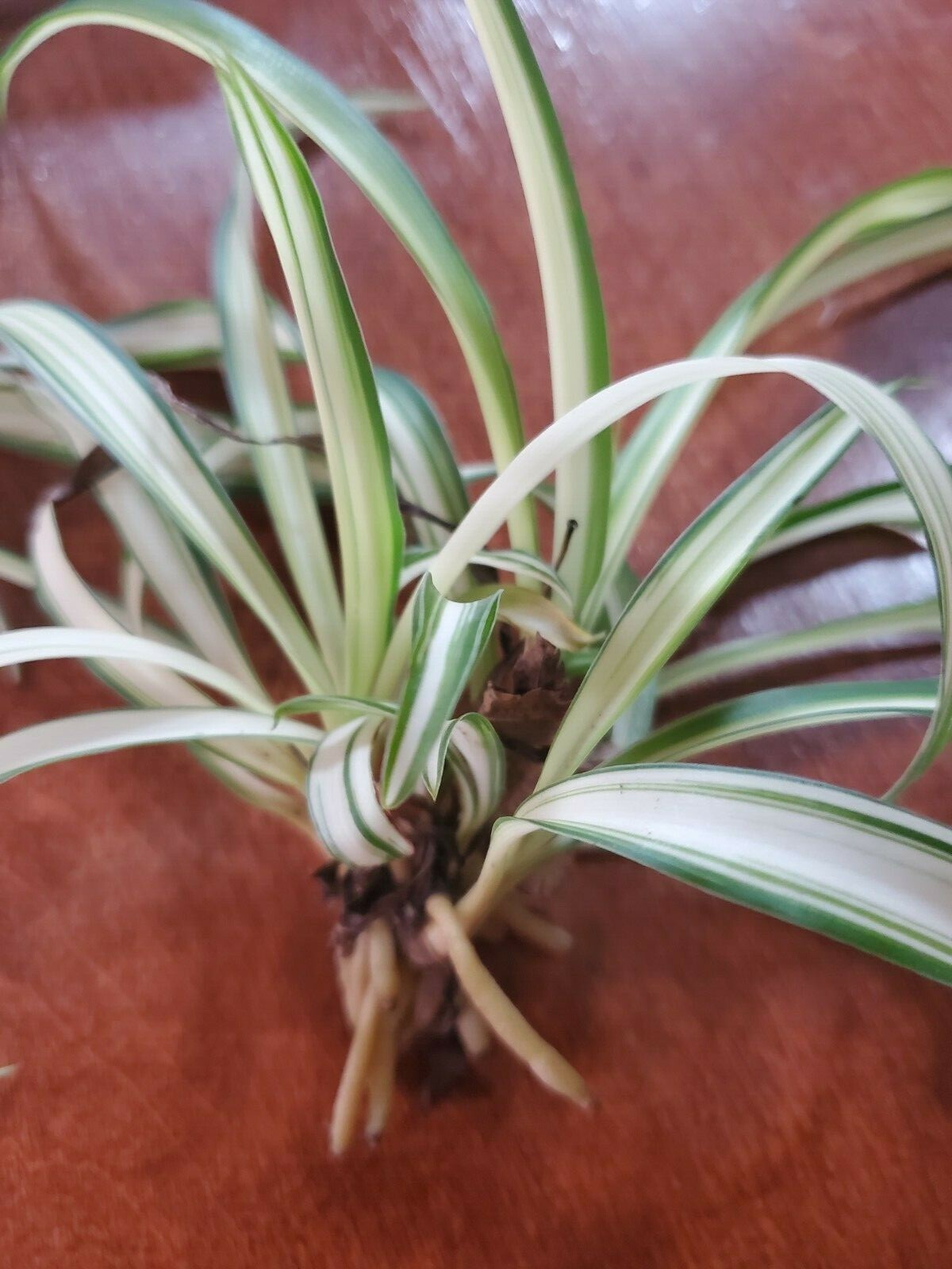 Airplane Spider Plant Rooted Start / Variegated / Live Plant