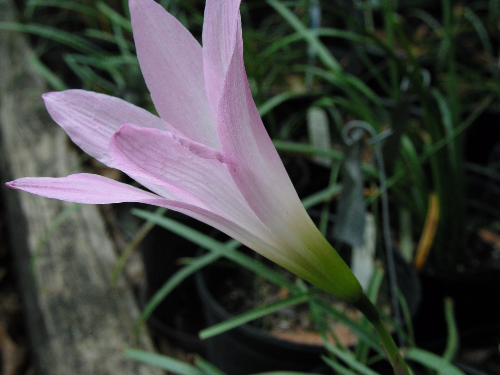 Rain Lily, Habranthus Robustus ‘Russell Manning’, 4 bulbs, RARE, zephyranthes