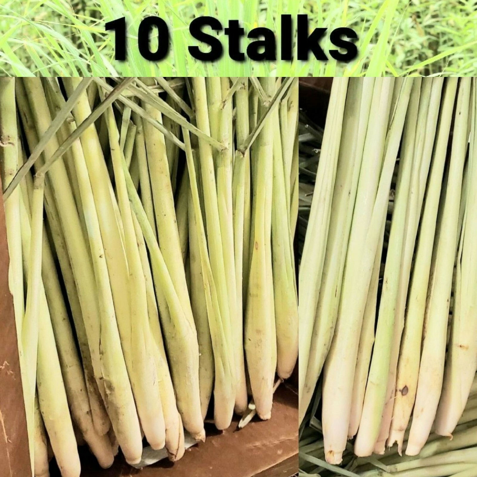 10 Lemongrass Stalks Plant Cymbopogon, Mosquito Repellent, Perennial, Citronella