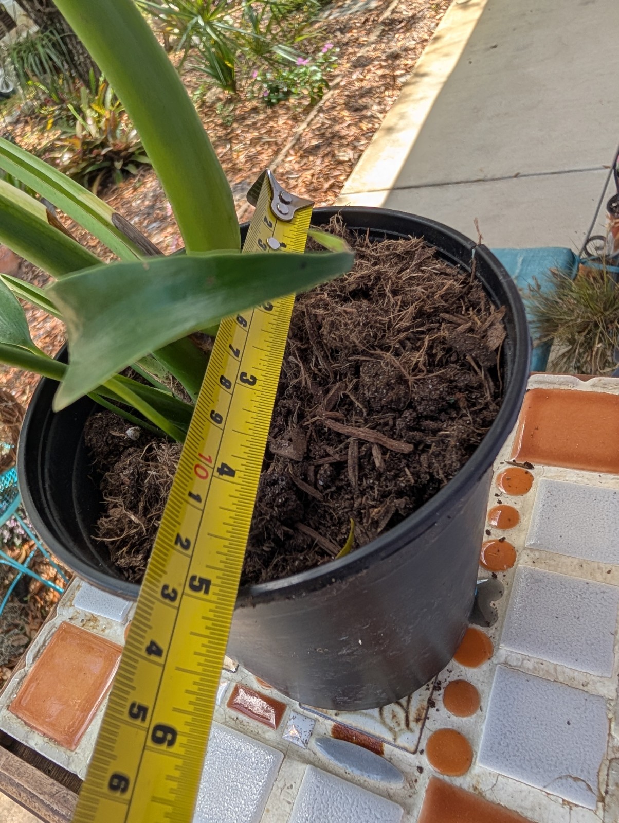 Rare Monstera Burle Marx Flame – Rooted Plant – 5″ Pot – Collector Aroid
