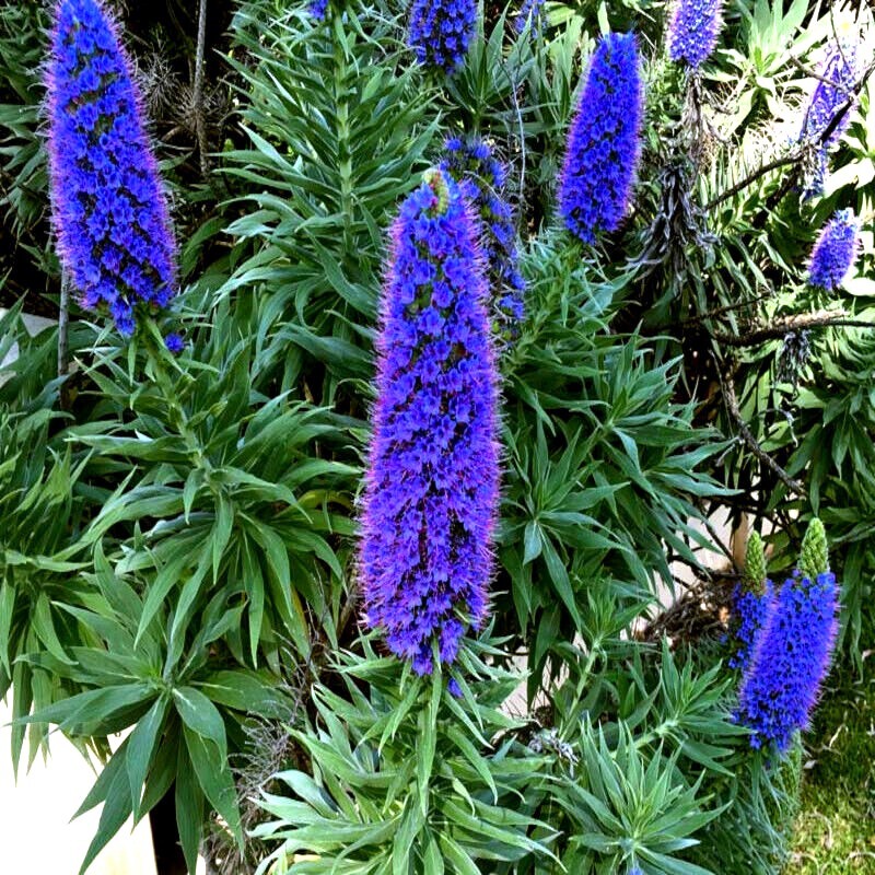 PRIDE OF MADEIRA Flower Seeds Echium fastuosum Blue Tower of Jewels Garden Plant