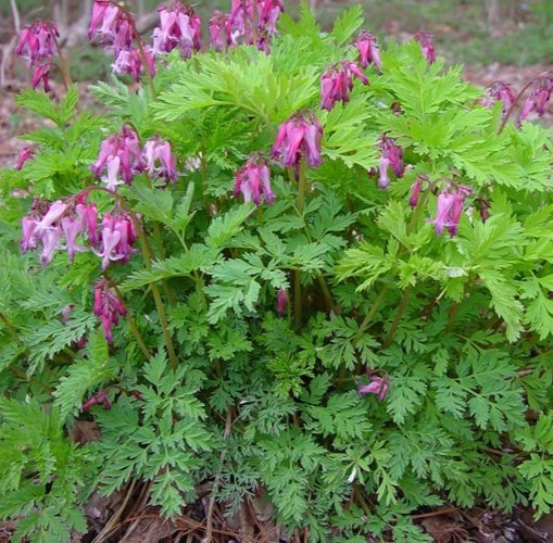 Dicentra Eximia Pink Flower Seeds 10 FERN LEAF BLEEDING HEART