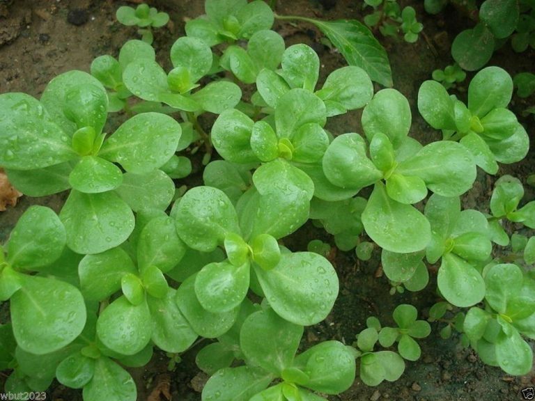 Green Purslane Seeds 500+ Portulaca Olerace Sativa Herb Edible Duckweed FREE &H