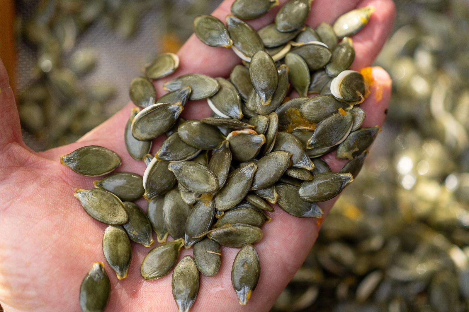 Styrian Hulless Pumpkin Seeds: Certified Organic, Non-GMO Seed Packet or Bulk