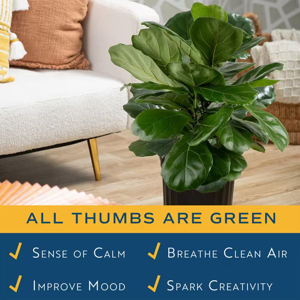 Fiddle Leaf Fig Indoor Plant in 8.75 In. Black Grower Pot, Avg. Shipping Heig…