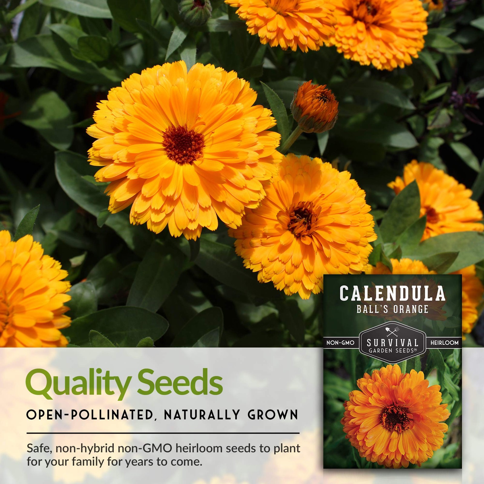Ball’s Orange Calendula Seeds for Planting – Medicinal Herb & Edible orange