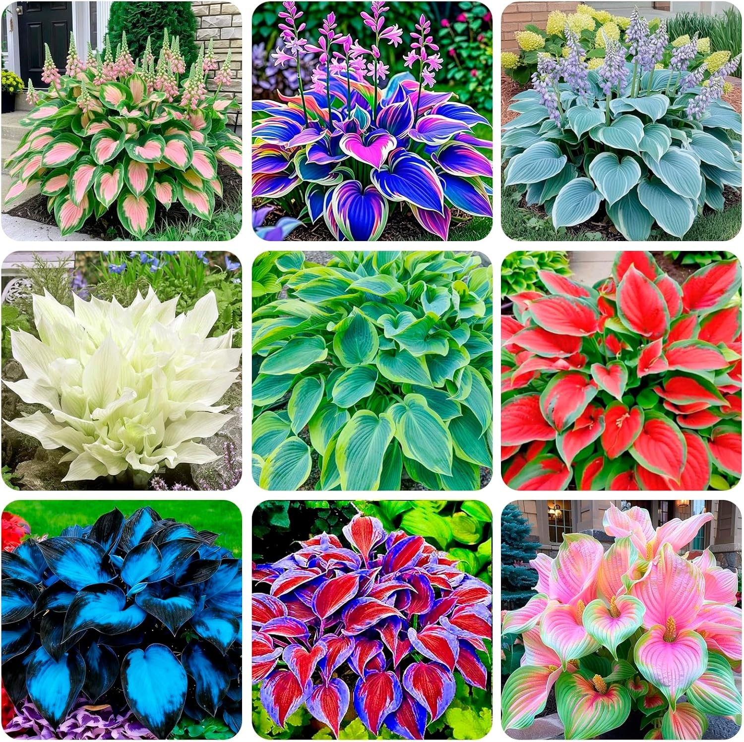 310+ USA Premium Rare Hosta Flower Seed for Planting Outdoors Garden Home Beauti