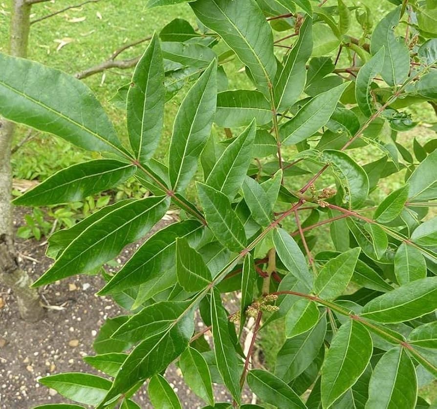 1 Flameleaf Sumac 12-24″ Tall Bare Root Rhus copallinum