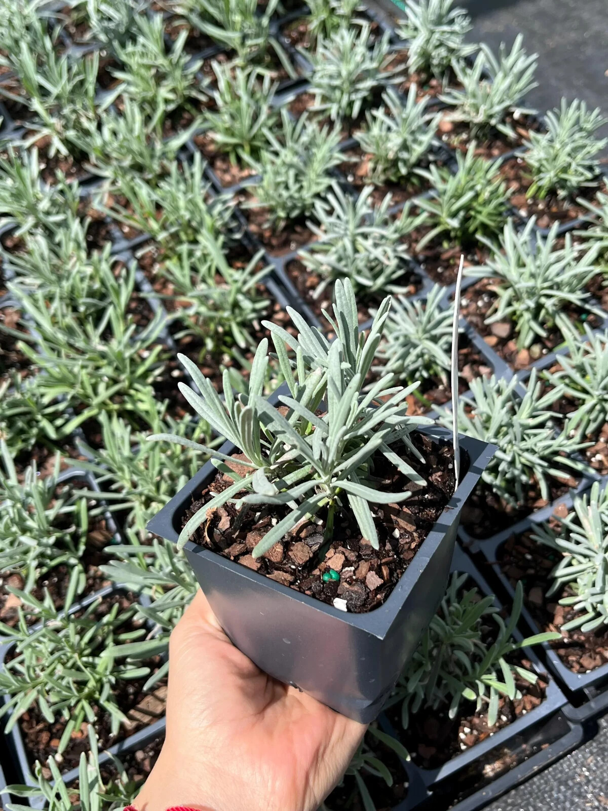 Phenomenal Lavender/ Lavandula 4′ in Pot Plant