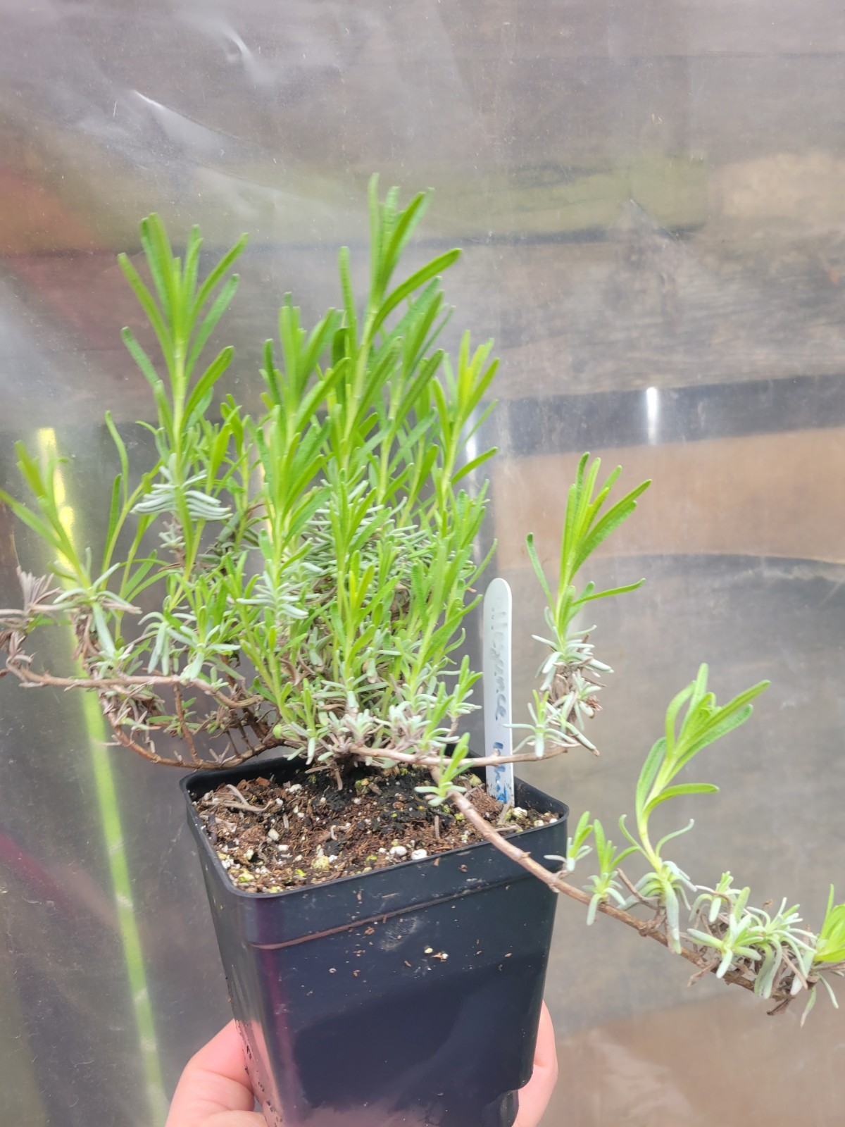 Ellagance Snow White Lavender Perennial Rooted Live Plant in 4″ pot