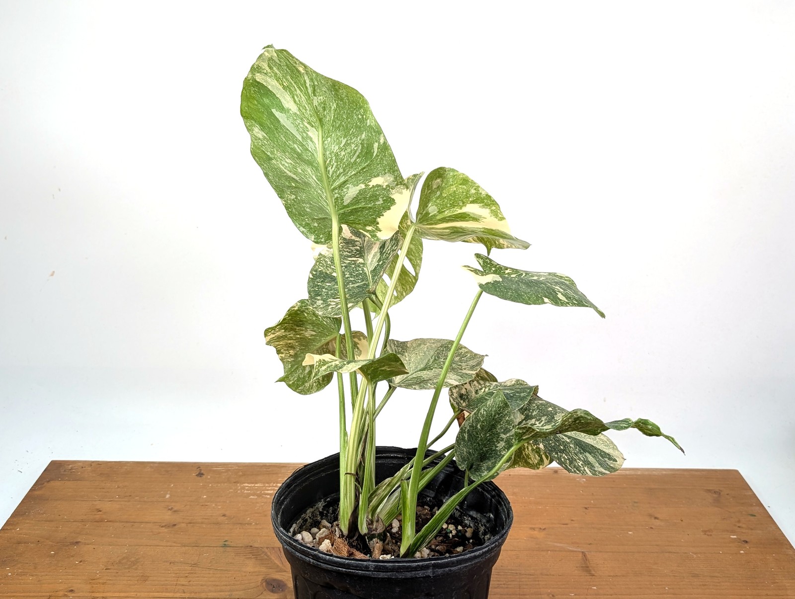Monstera ‘Blizzard’ Variegated w/ 4 Growth Points – Exact Plant #25A – 1 gallon