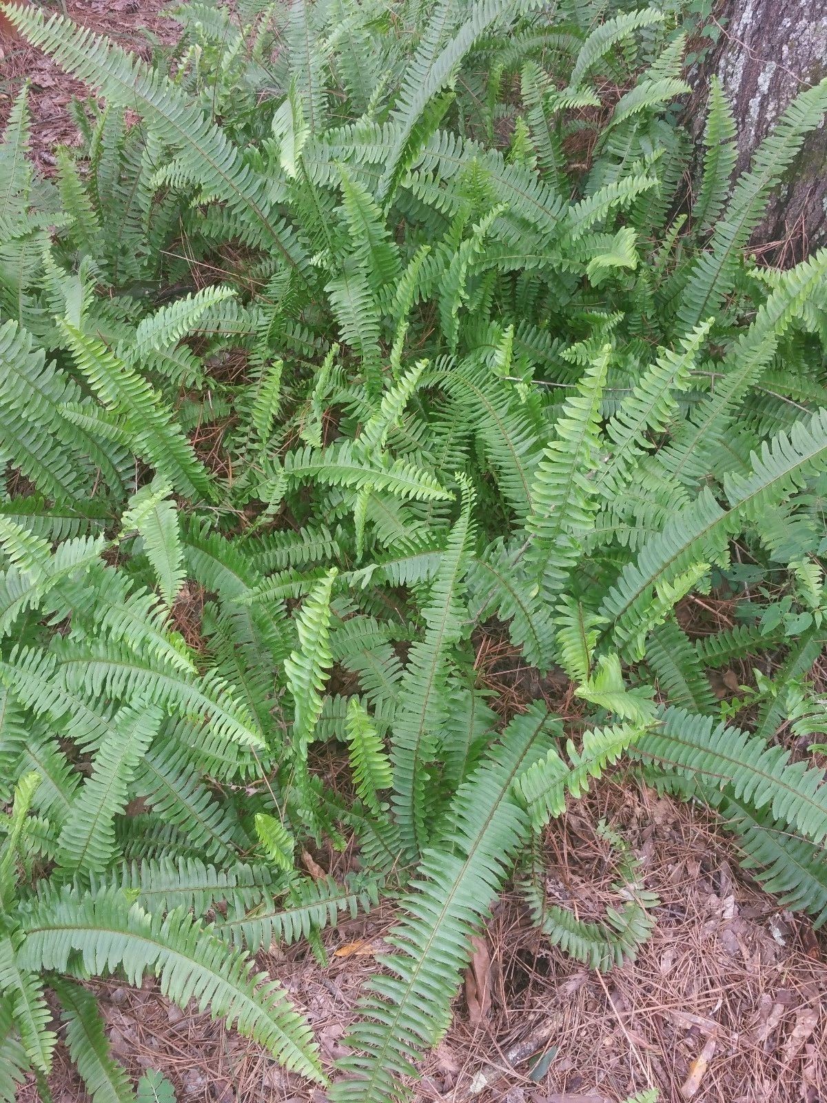 20 Boston fern from my garden rooted, 15 to 24″ long, in moist soil