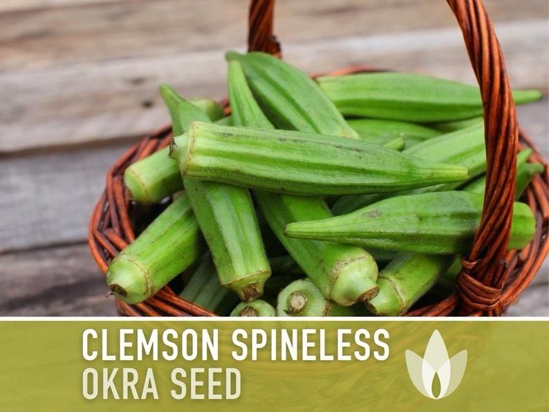 Organic Clemson Spineless Okra Seeds. 1 Tbsp Of Seeds Approximately 150 Seeds