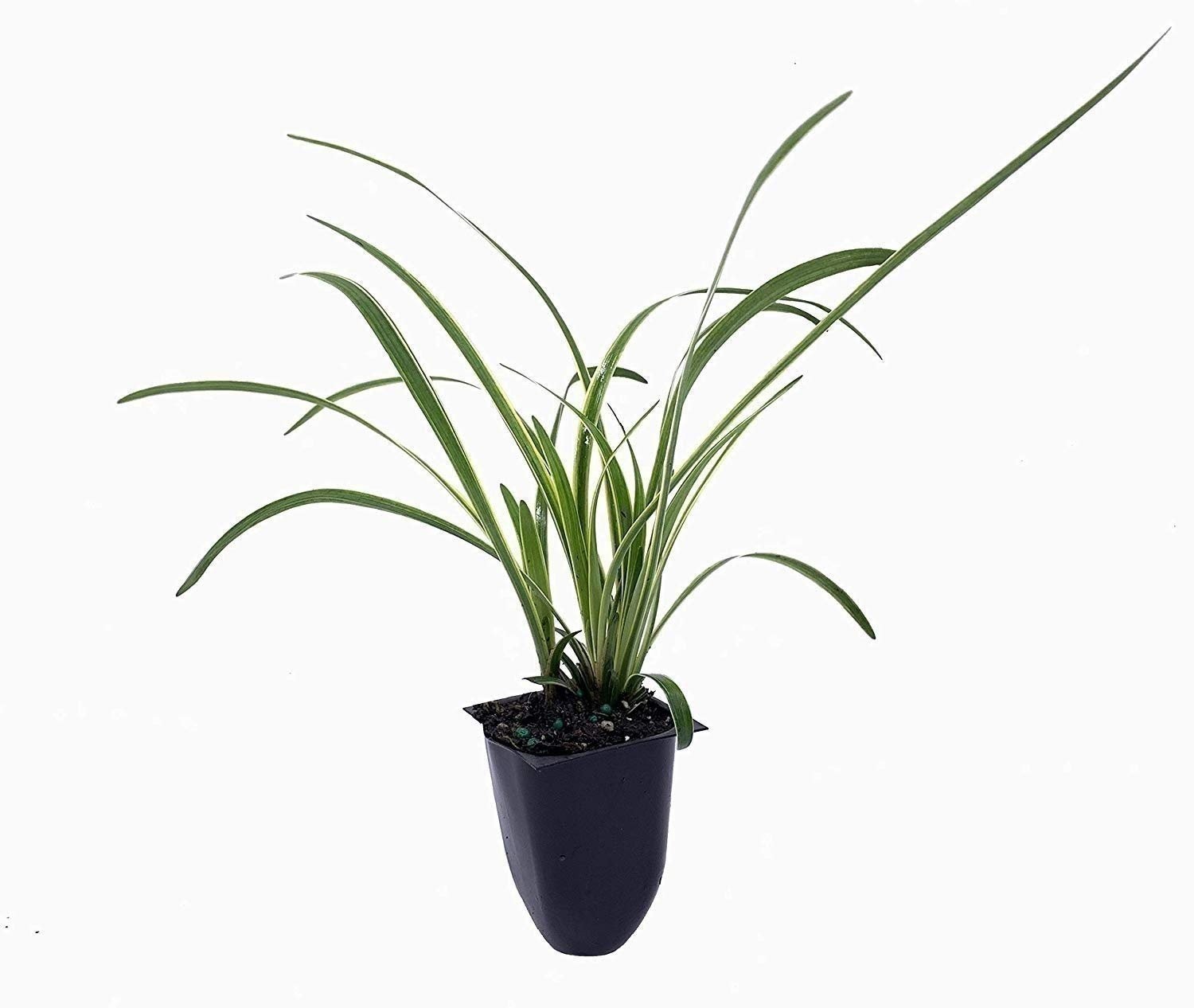 Liriope Variegated | 2 Inch | Liriope muscari | Low Maintenance | Hardy Plant