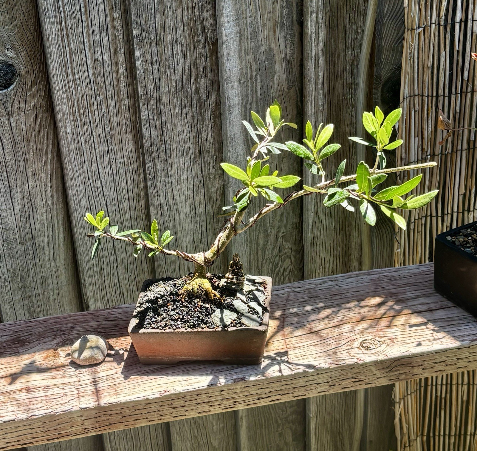 MISSION OLIVE BONSAI IN 7” CERAMIC POT- FREE SHIPPING